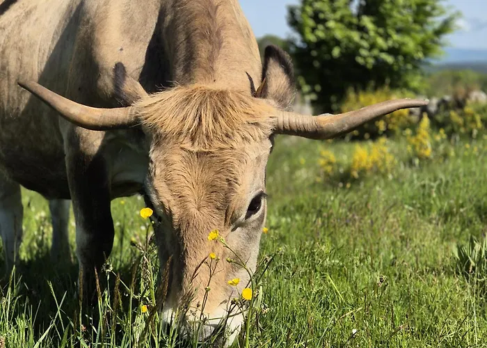 De Rigoulac 3* Bouyssounouse